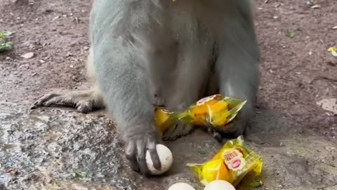 funny monkey