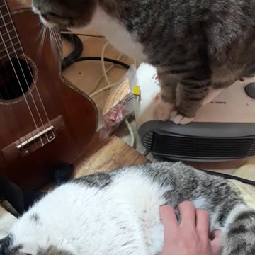 귀여운 고양이 남매