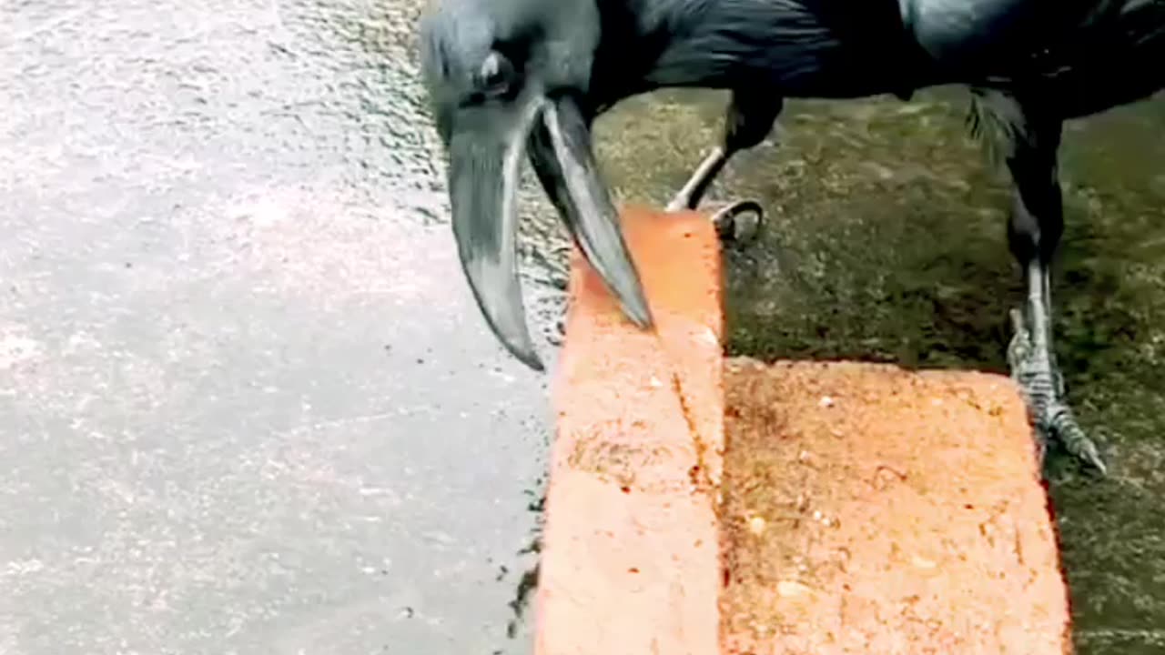 The crow eating food funny by hard work #crow#funny#food#NK52