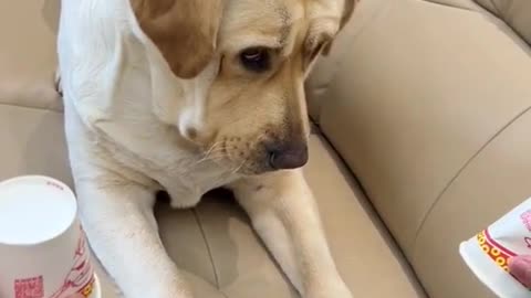 dog & Magician