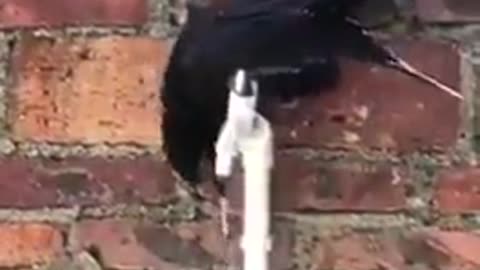 clever thirsty crow