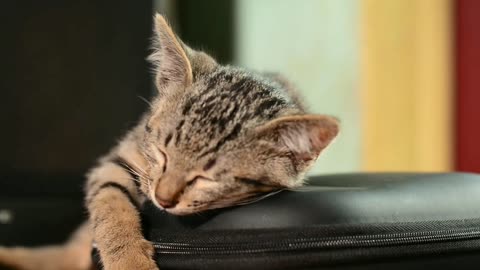 Baby Cats - Cute and Funny Cat Videos Compilation #60 | Aww Animals