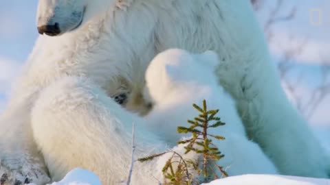 Polar bears vs eagles - great chase