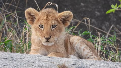 Beautiful little lion