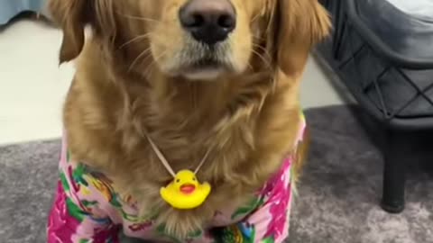 Animals Real Best Of The 2021 #Funny Animals Videos - Try Not To Laugh #comedy #shorts