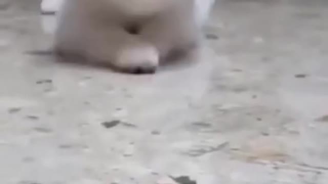 Funny Dog Video try not to Laugh.