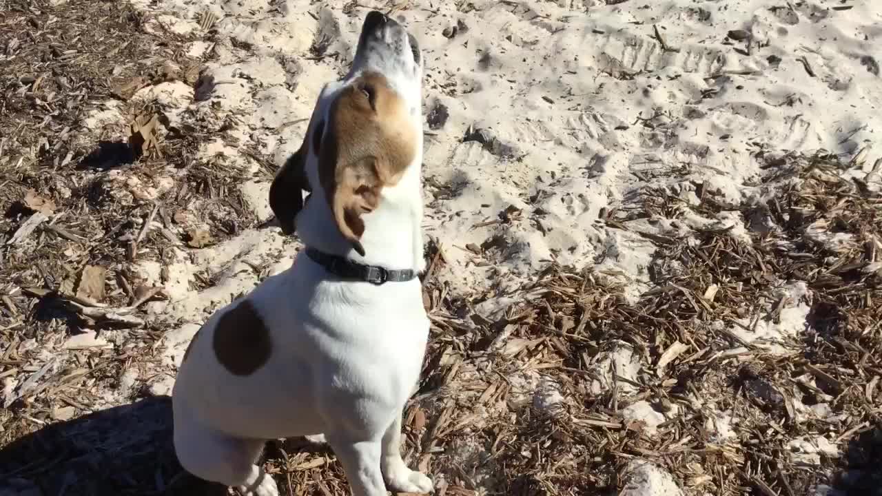 Howling For Her Ball