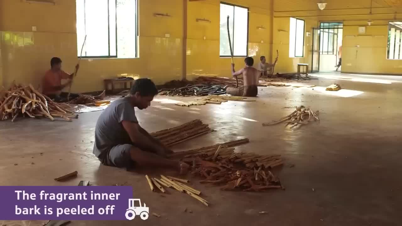 Cinnamon Making Process | Modern Ceylon Cinnamon Harvesting | How Ceylon Cinnamon Is Made