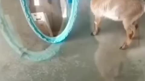 Funny goat mirror reaction [Funny Animals]