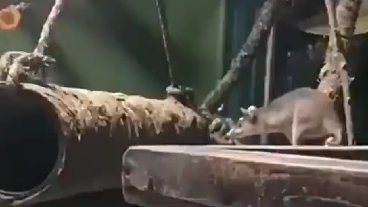 How Gray Four Eyed Opposum gather foliage for their nest