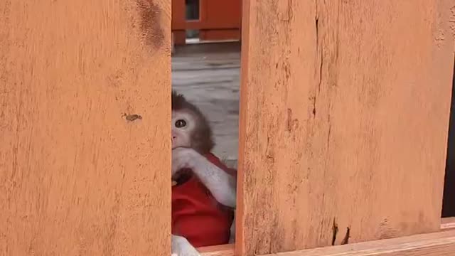 I don't want to be touched, Paula's baby voice sounds like a frog