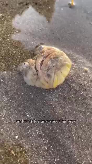 I am never walking on the beach barefoot again
