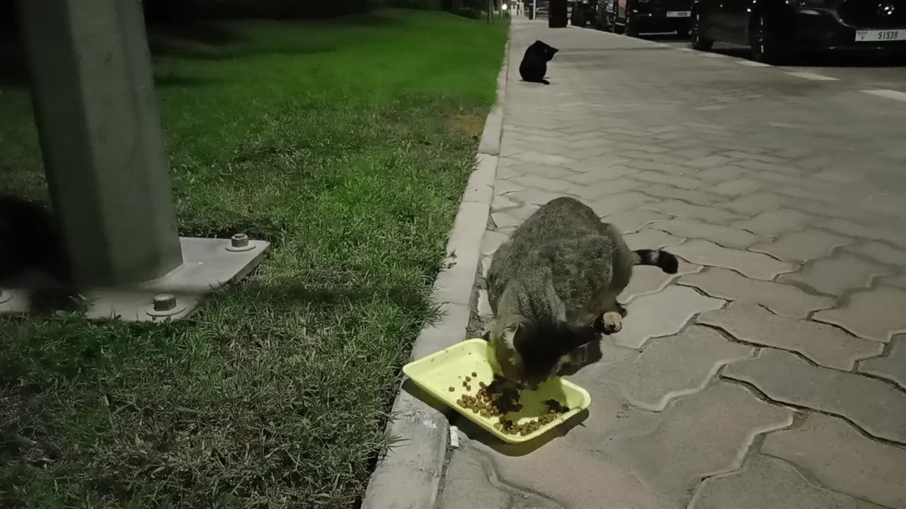 Homeless cat in Ras Al Khaimah, UAE: RIHANNA & MICHAEL JACKSON #cat #cats #Rihanna #MichaelJackson