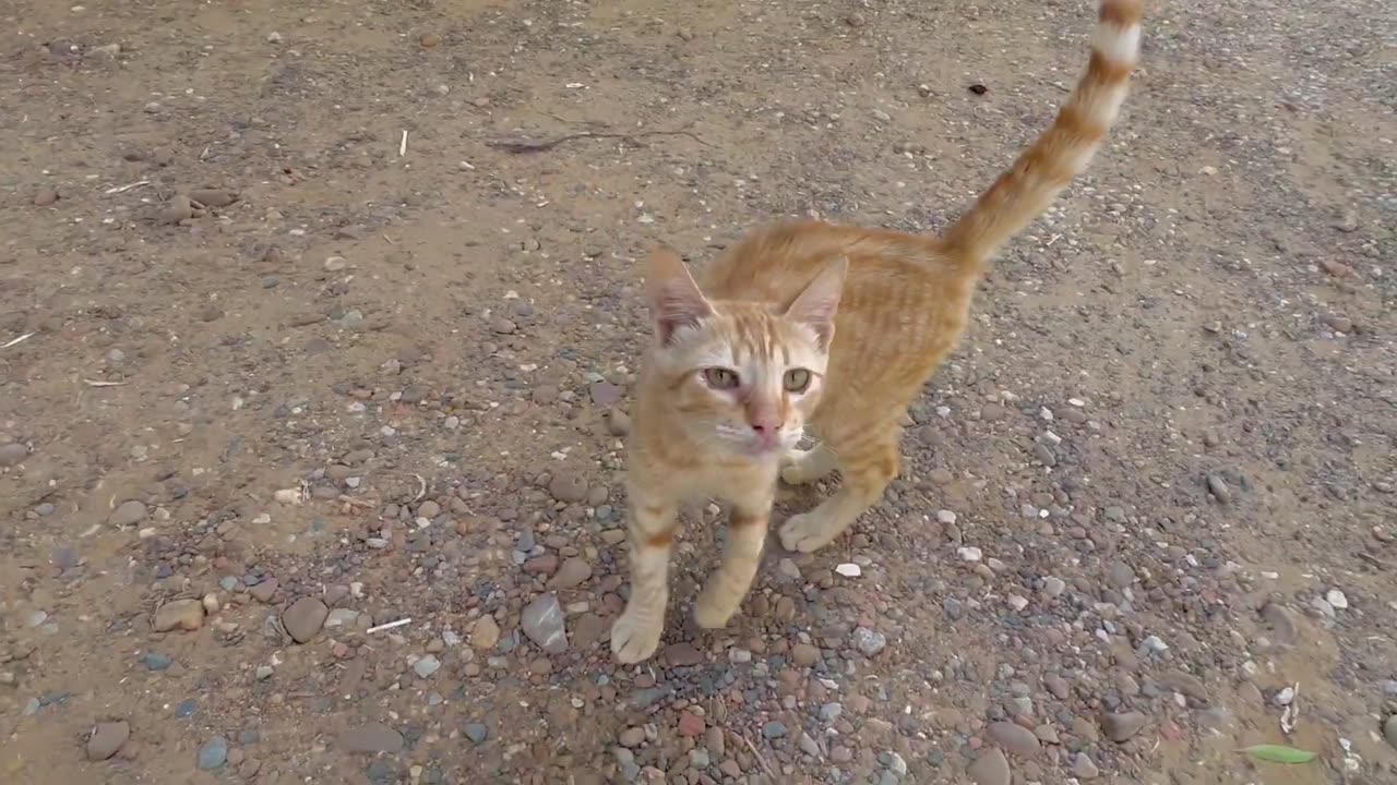 The Mama Cat Who Hugged Us Still Needs Help - Heartwarming Rescue Story