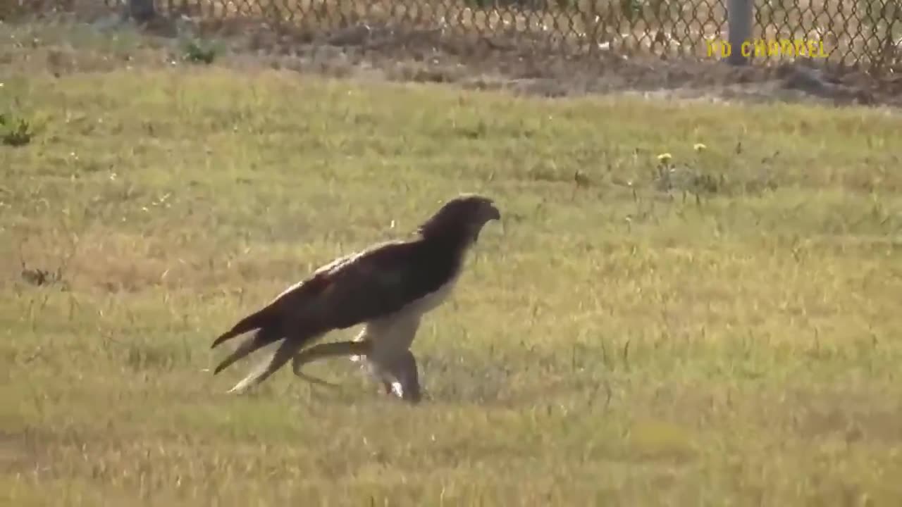 Leopard Risks It All At Extreme Height To Raid Eagle's Nest To Rescue Her Cub But Fail