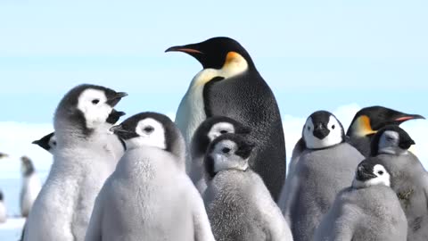 Emperor Penguin Chicks