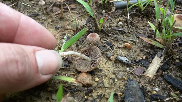 Unknown panaeolus or galerina