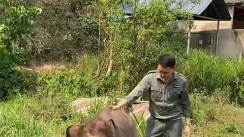 #fyp #animals #elephant
