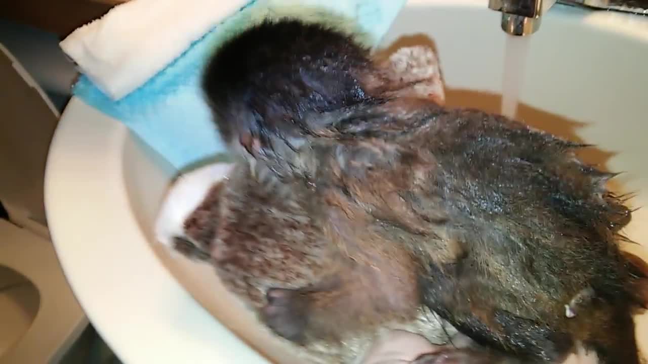 Baby monkey's first bath is adorable!