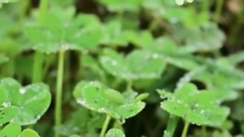 Shamrock Superstitions