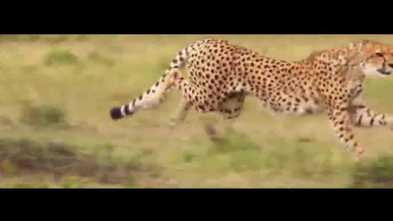 Is the cheetah running so fast to chase something