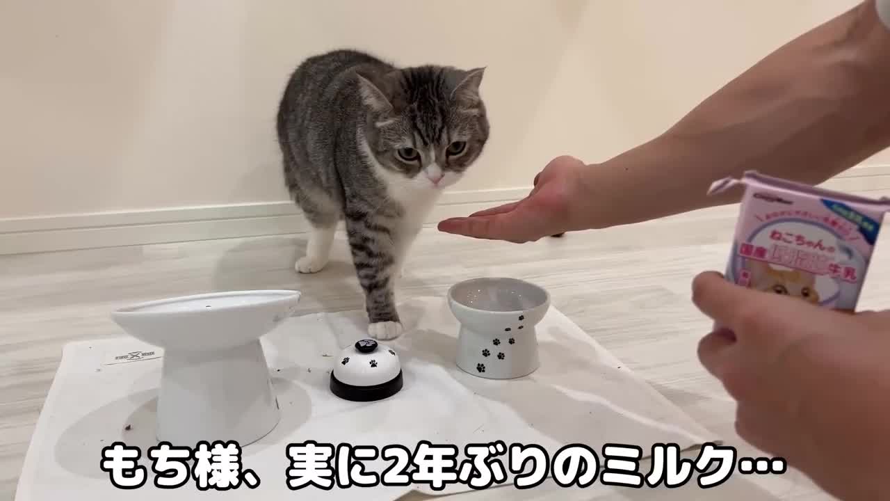 After drinking milk for the first time in two years, the cat's reaction was too cute.