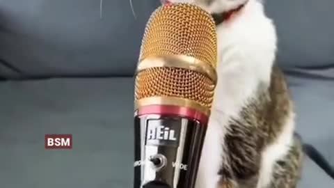 cat singing infront of everyone #cat #rumble #shorts