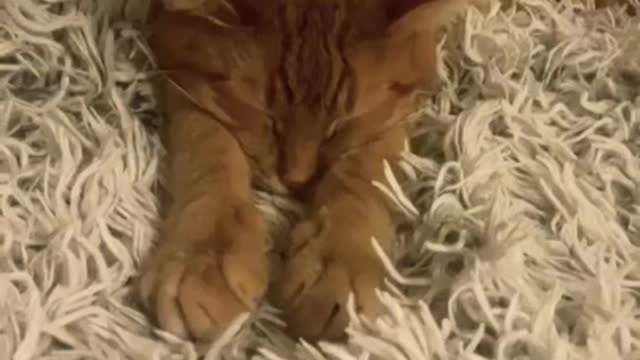 She does sleep at night- Funny Cats - Jealous 🐈 Cats