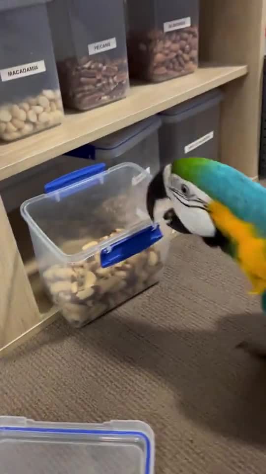 Beautiful Parrot #Ubertainment