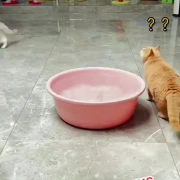 Orange Cat Gets Unlucky