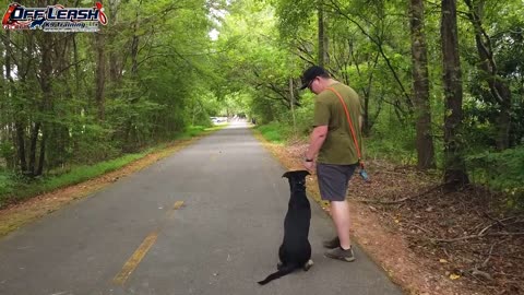 Dog Trainer fast