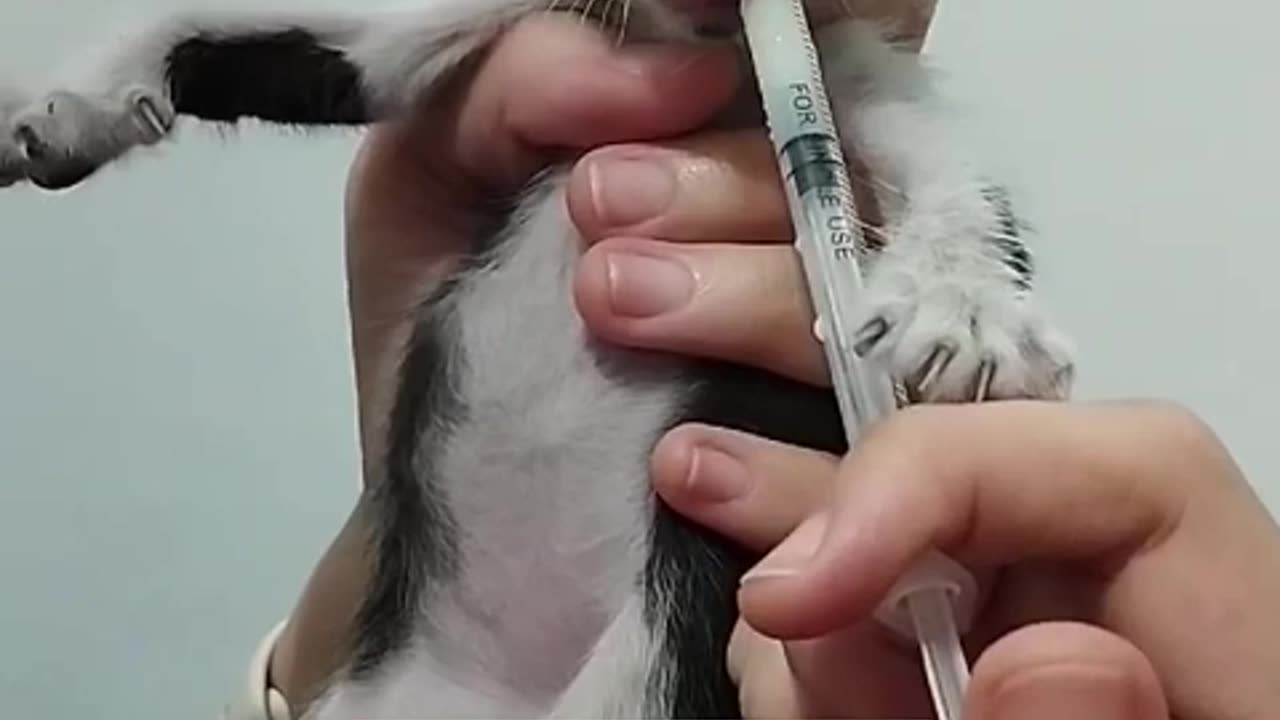 Kitten tortured by kids😭😿- #kitten #cat #rescue #shorts #cutekitten #lovecats #catlover #pets #cute