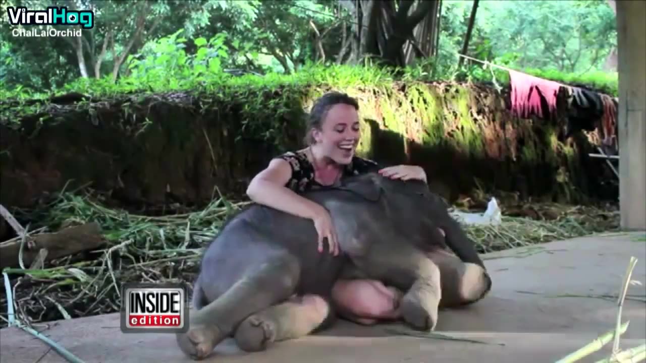 Baby Elephant Surprises Caretaker with a Hug