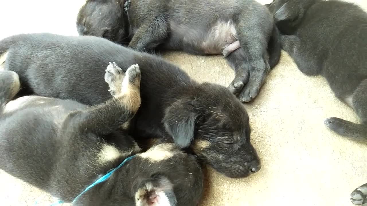 So cute and beautiful puppy