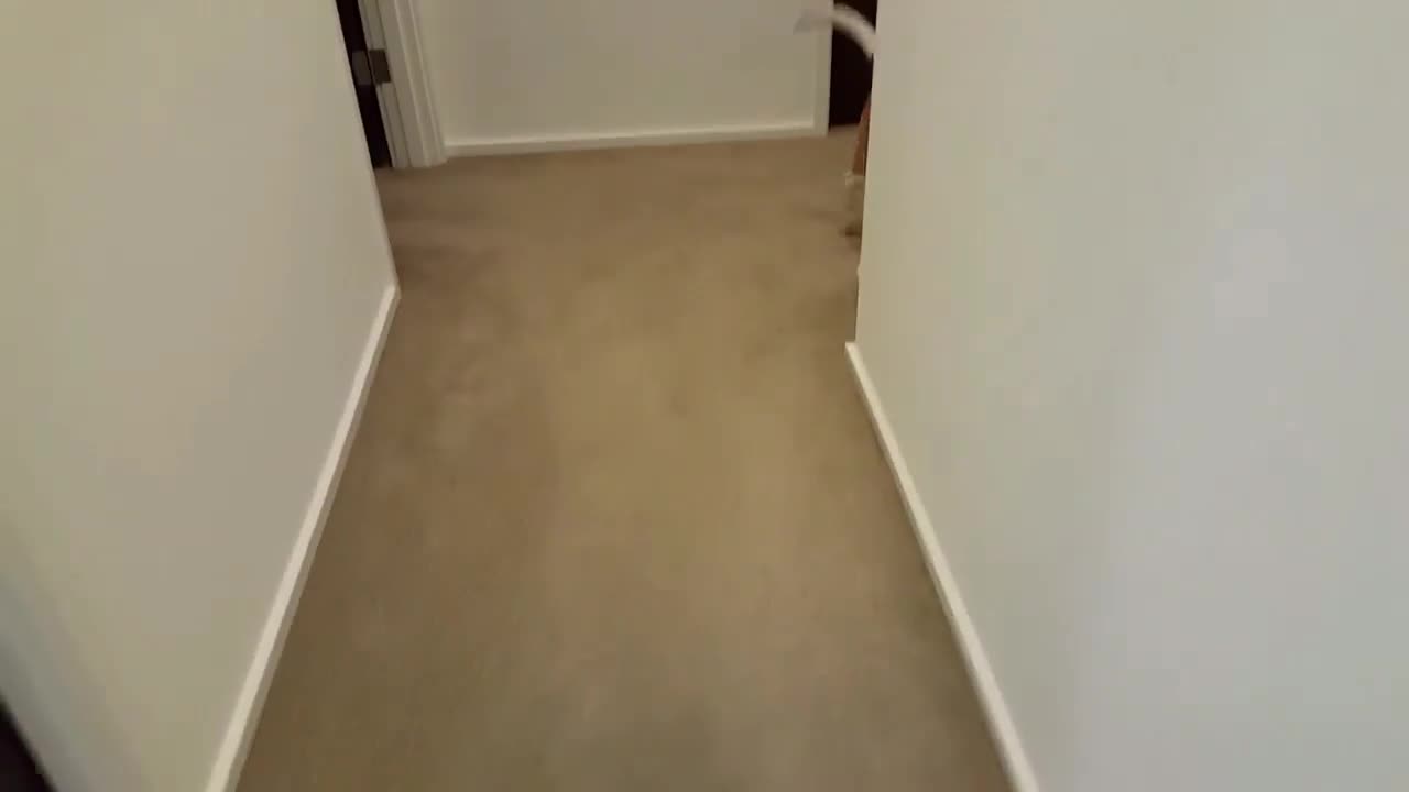 Beagle Puppy Brings Blankie to Bed