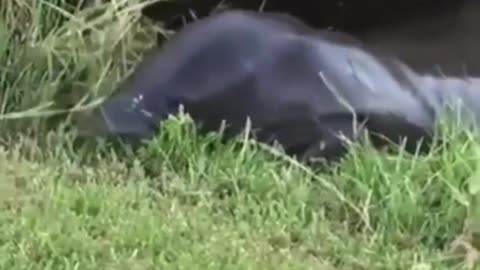 This is a beautiful and charming water-dwelling species