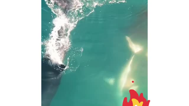 Orcas Attack The Great White Shark