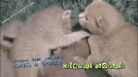 Oriental Shorthair kittens lavender
