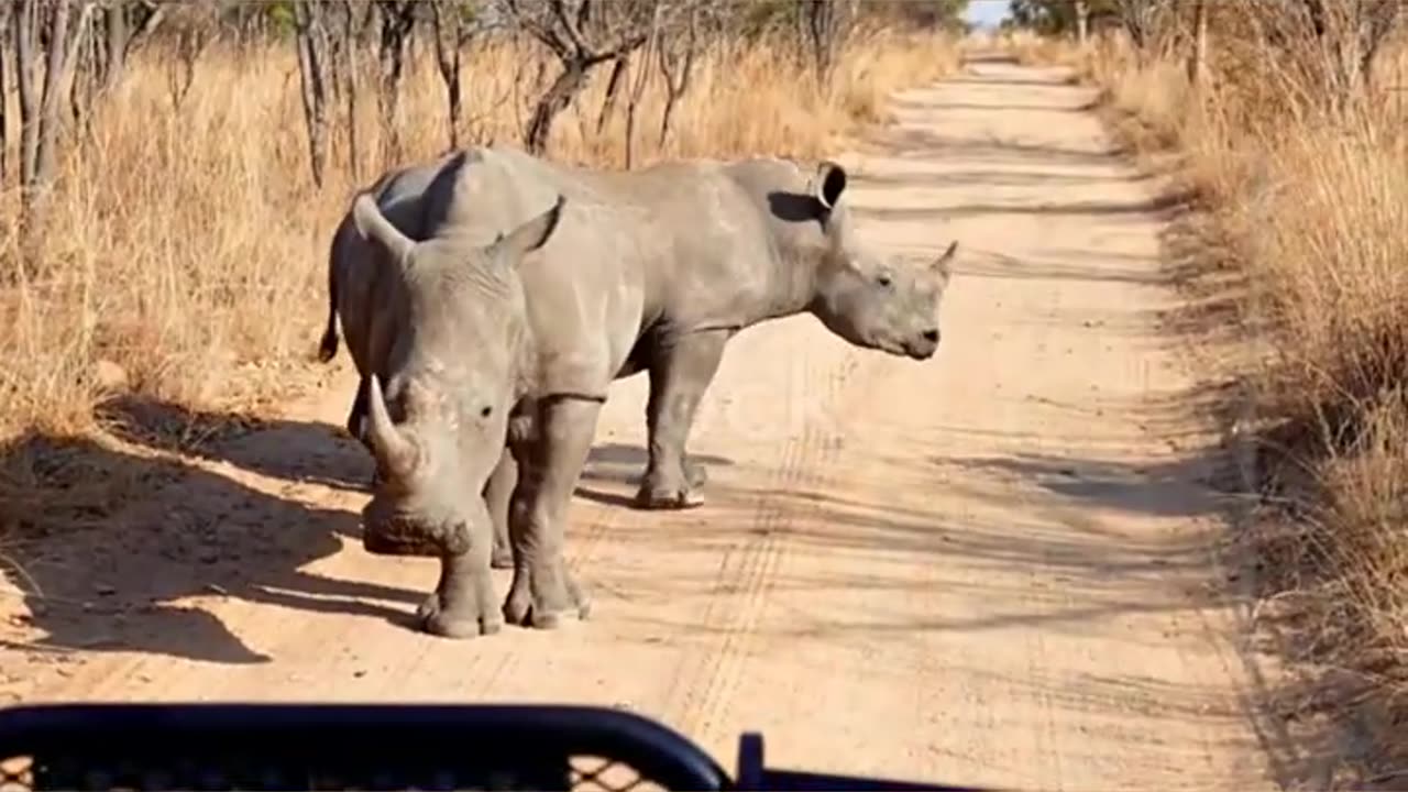 couple of Rhinoceros in African Safari blocking truck by standing in the middle of the road