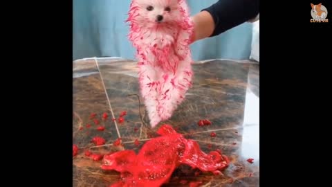 Cute cat video || funny cat video ||lovely cat