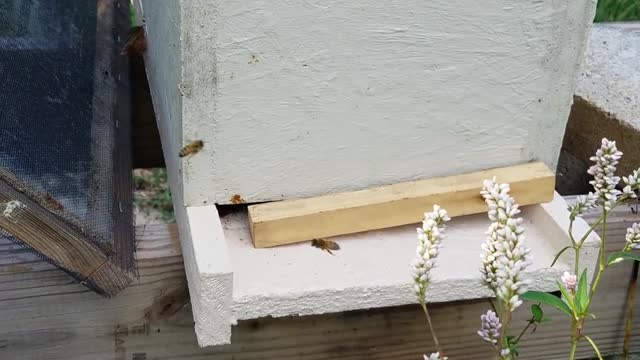 Quick tip always have empty equipment in your apiary.