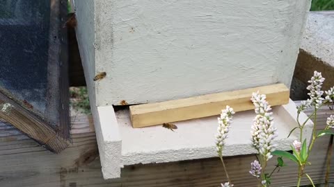 Quick tip always have empty equipment in your apiary.