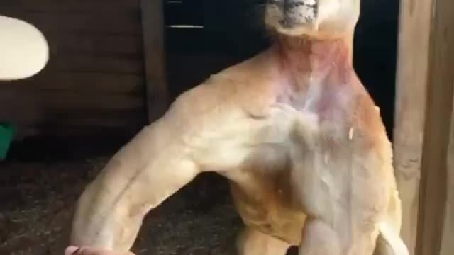 A place where everything is huge even kangaroos