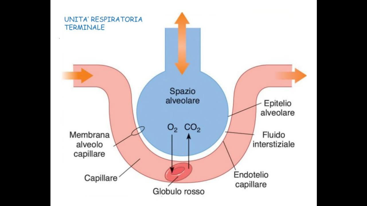 I virus non sono aria