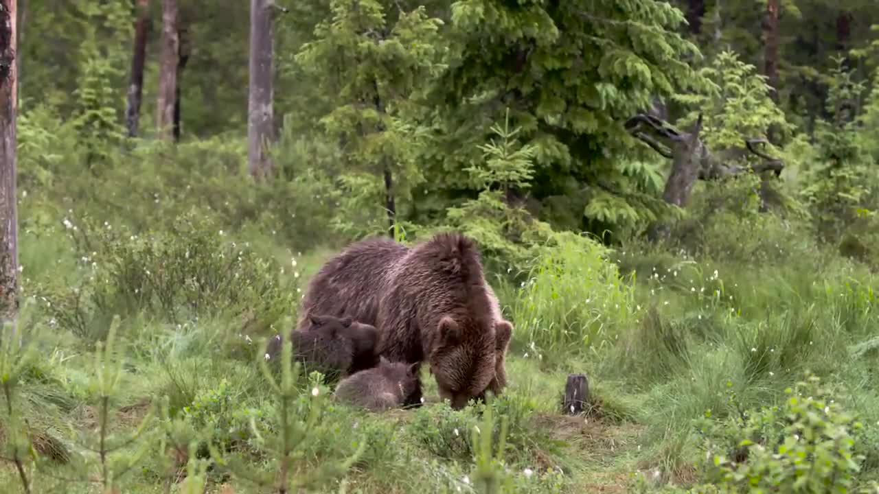 Björn och Varg i Ingen mans land i Finland 2022 (1)