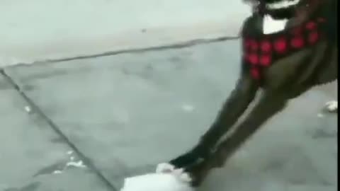 Doggie having some fun
