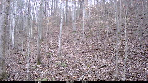 Two Coyotes Following a Doe 12-1-2022