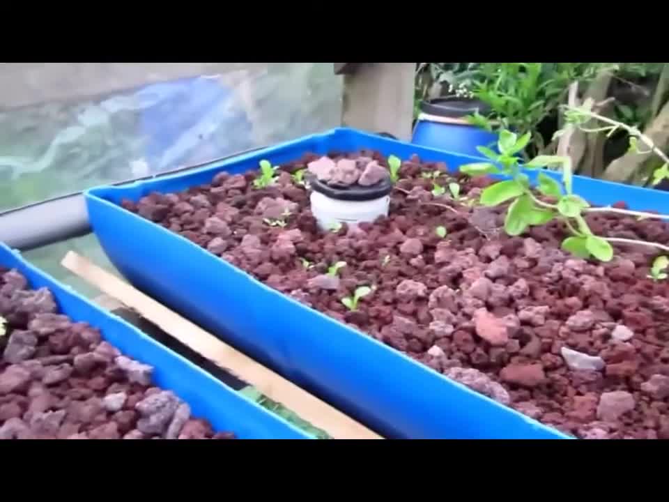 Backyard Do It Yourself Solar Powered Aquaponics System