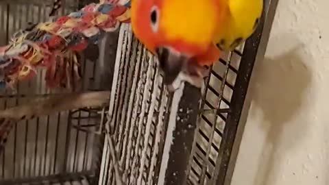 Sun Conure likes sounds from Indian Ringneck