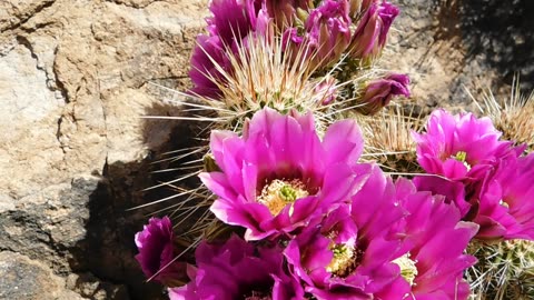 Blooming Hedgehog Cactus Cluster